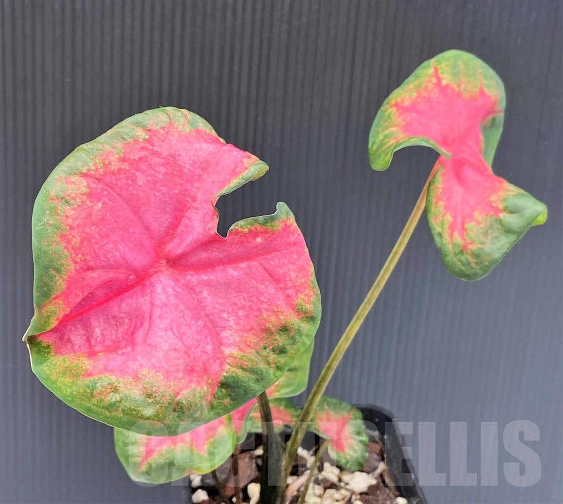 SHPR13965 Caladium 'Rosebud'