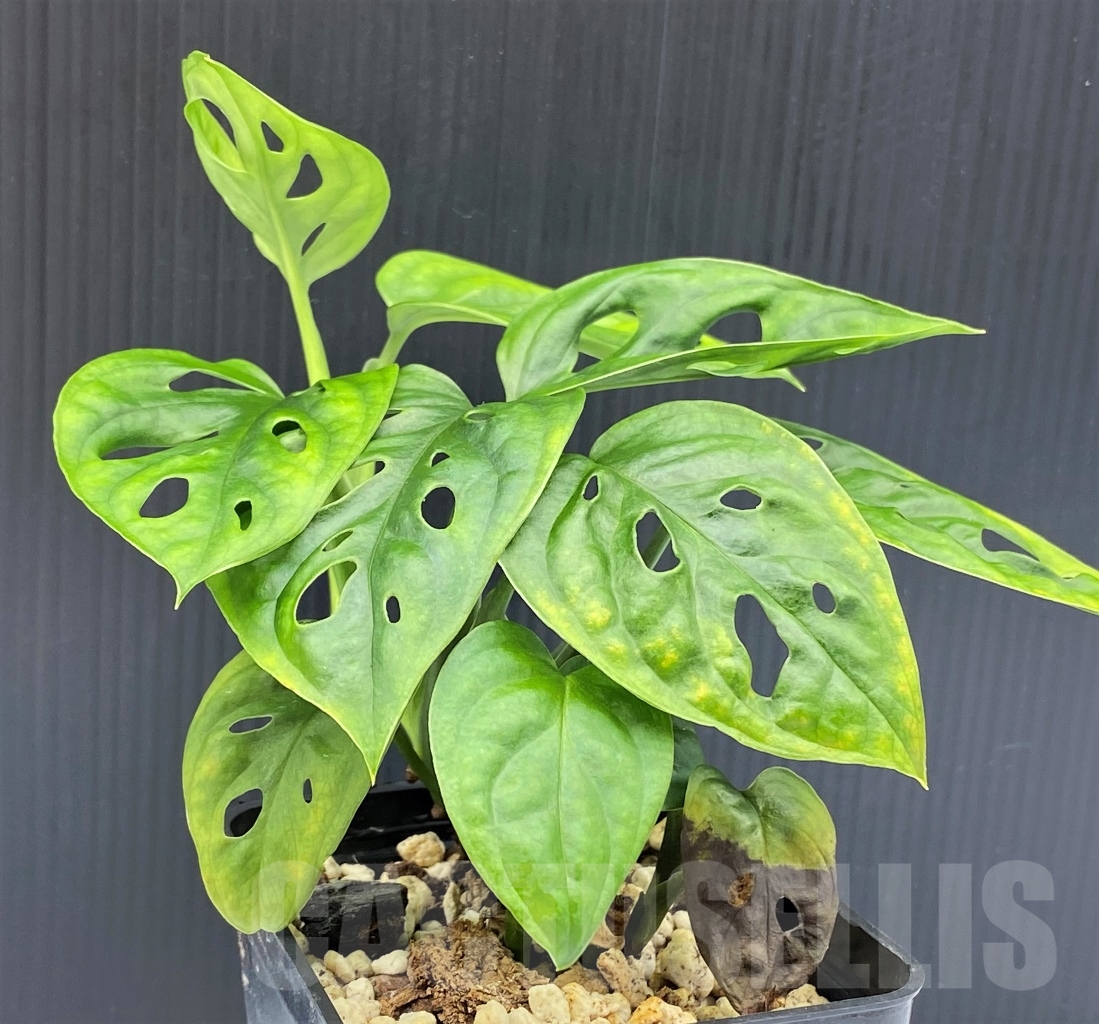 SHPR13967 Monstera adansonii - Imagen 2