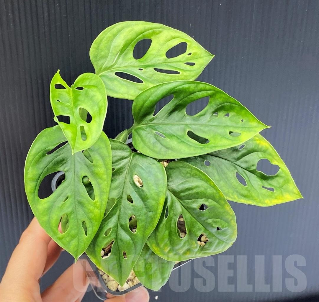 SHPR13967 Monstera adansonii