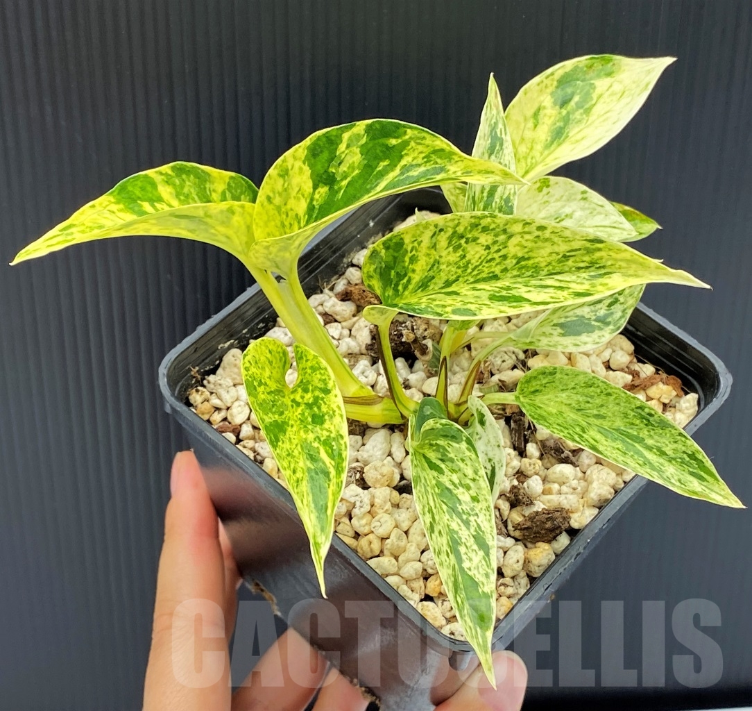 SHPR13968 Epipremnum Pinnatum Marble - immagine 2