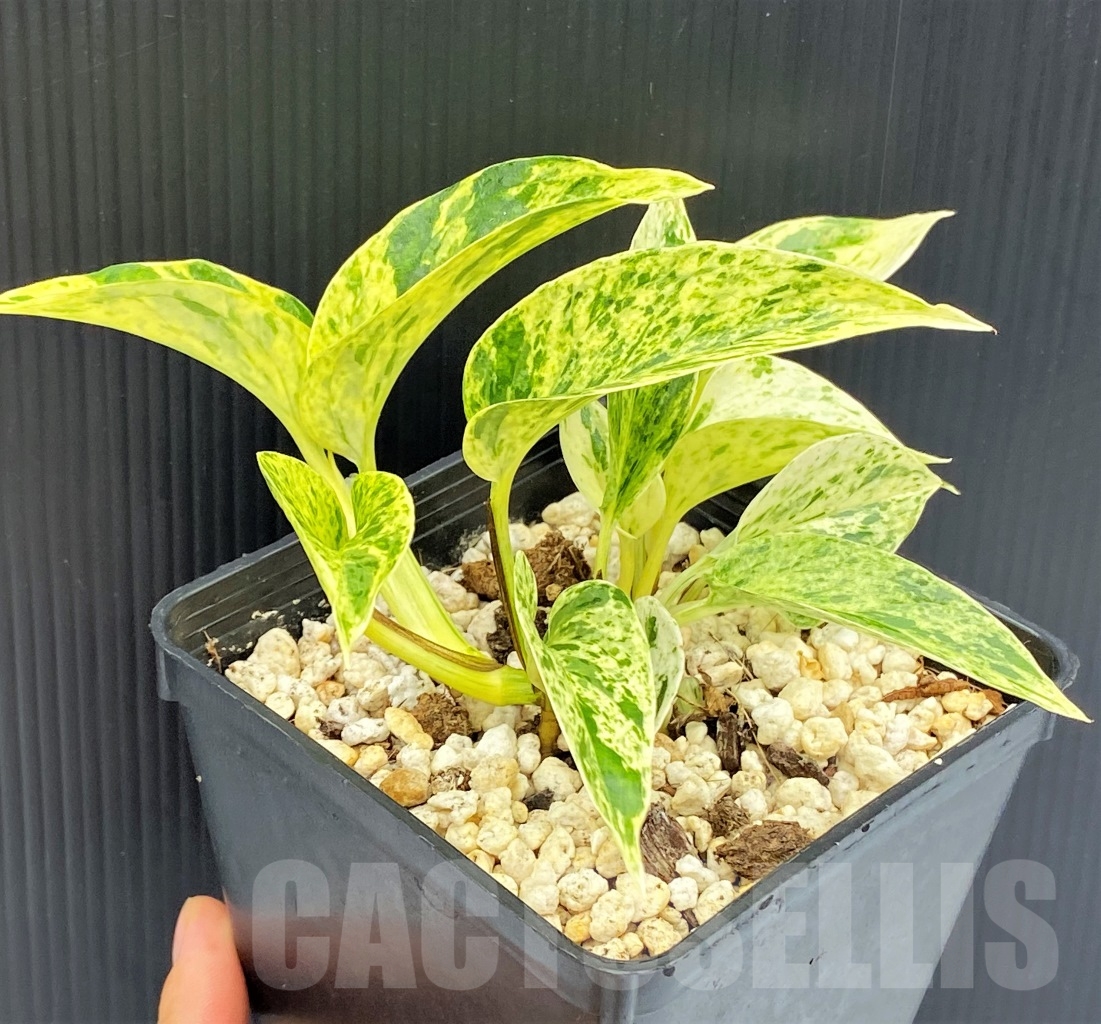 SHPR13968 Epipremnum Pinnatum Marble - immagine 3