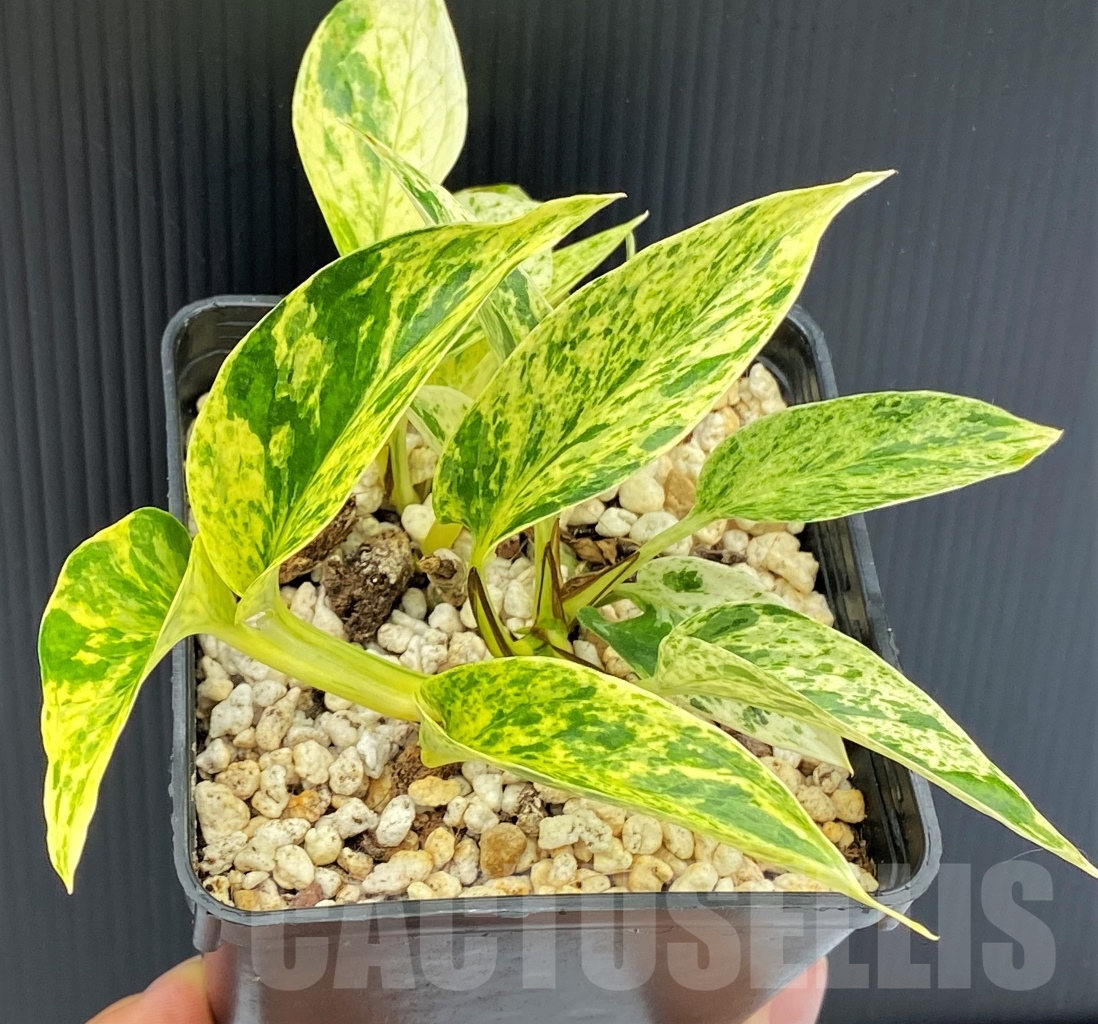 SHPR13968 Epipremnum Pinnatum Marble - immagine 4