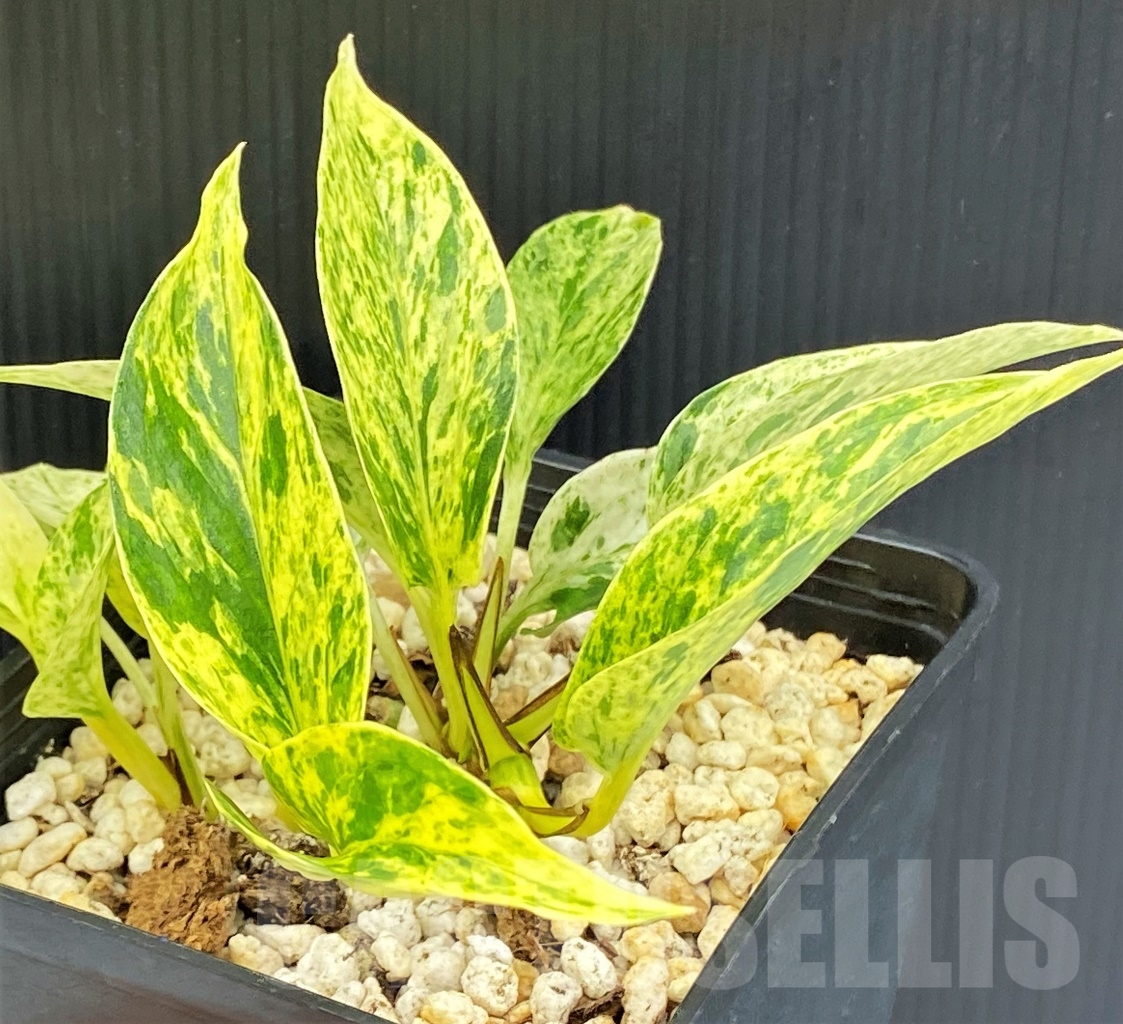 SHPR13968 Epipremnum Pinnatum Marble