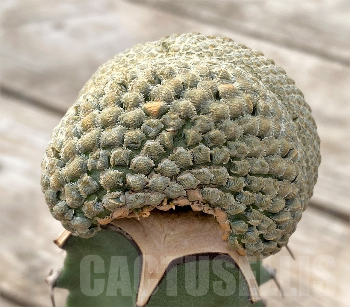 SHPR13920 Euphorbia piscidermis f. cristata, grafted - 画像 (2)