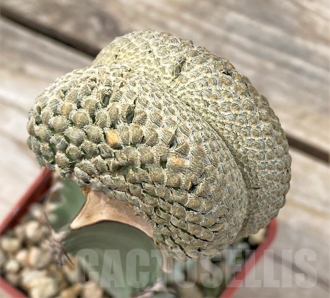 SHPR13920 Euphorbia piscidermis f. cristata, grafted - 画像 (3)