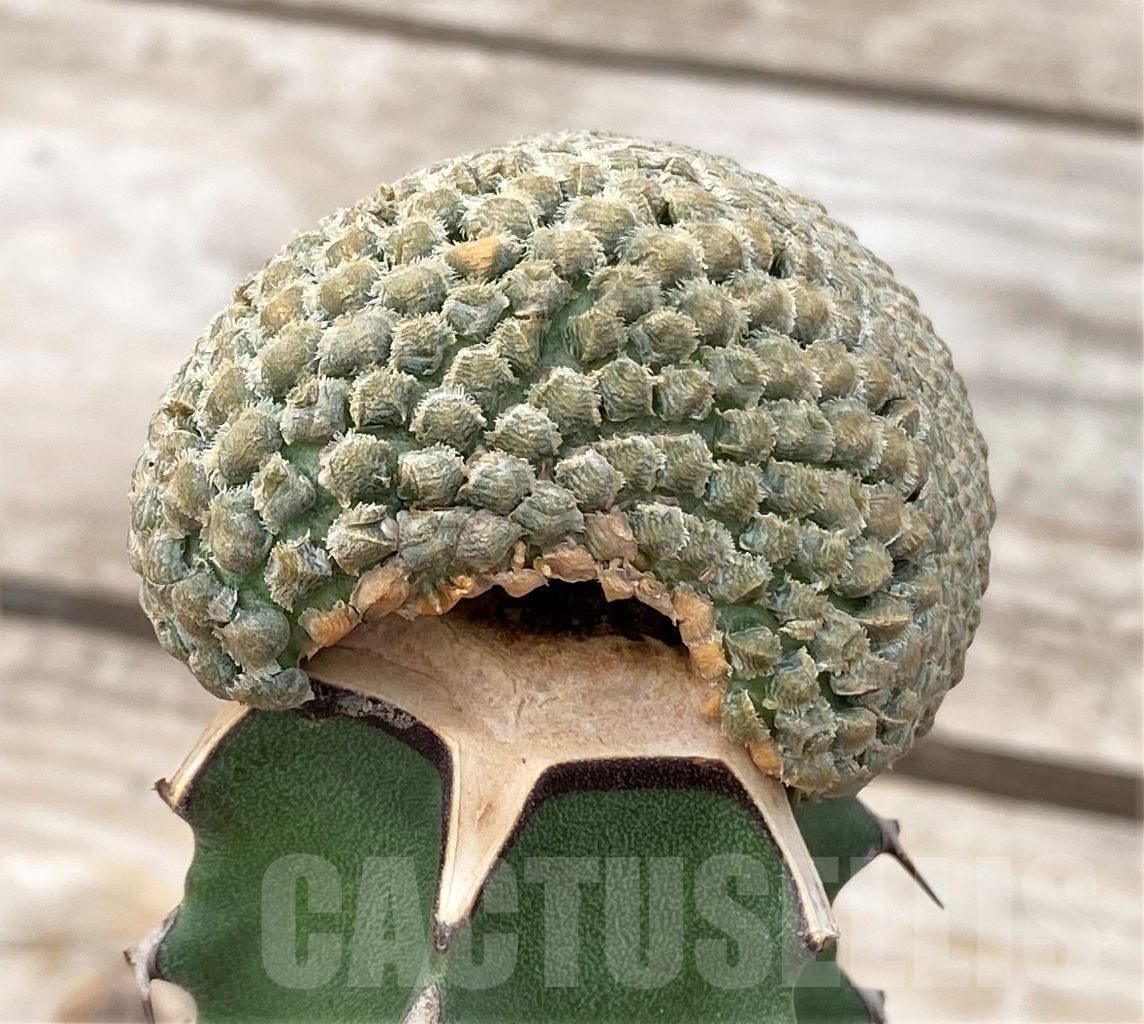 SHPR13920 Euphorbia piscidermis f. cristata, grafted