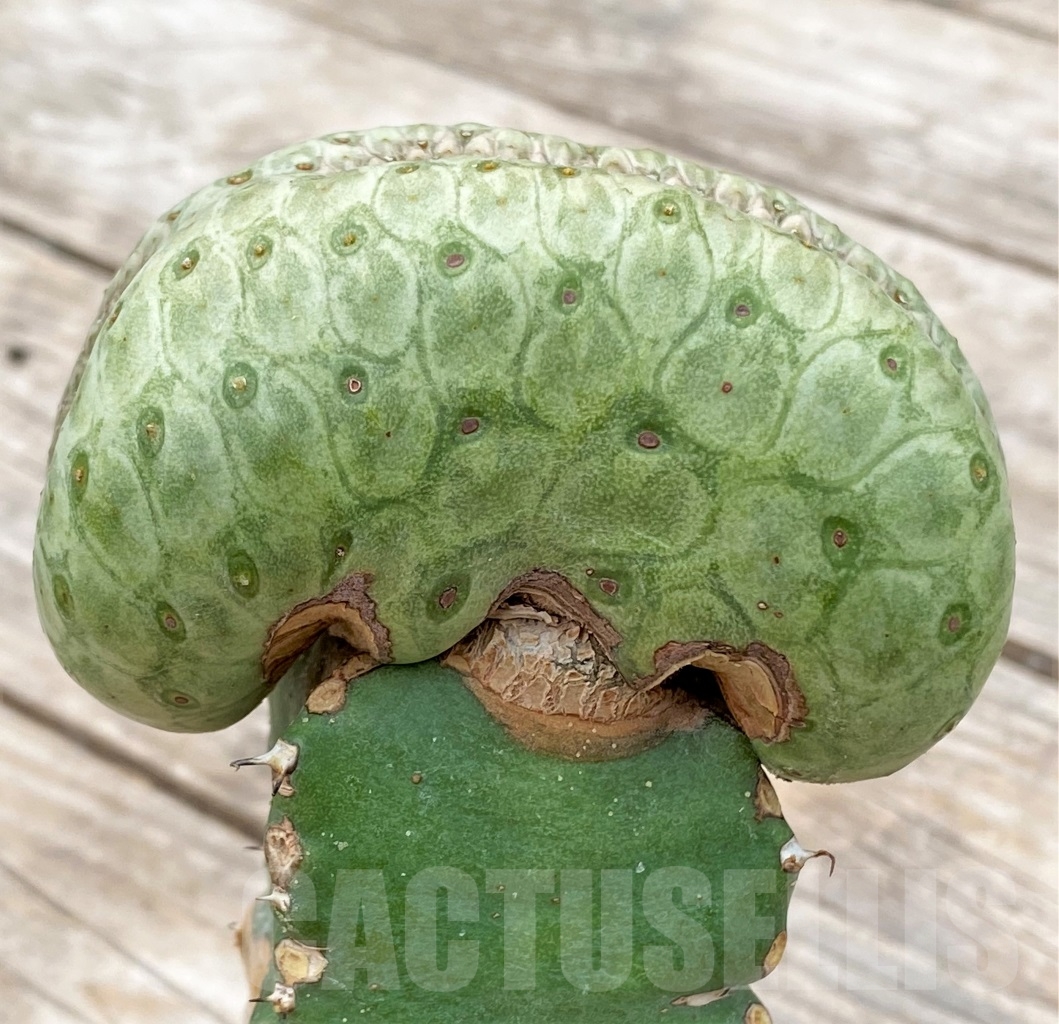 SHPR13923 Euphorbia turbiniformis f. cristata, grafted - immagine 2