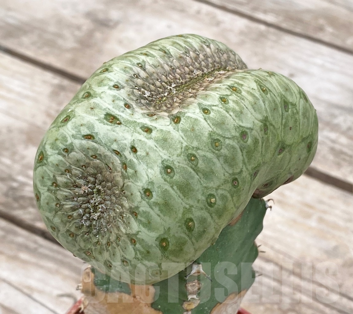 SHPR13923 Euphorbia turbiniformis f. cristata, grafted - immagine 3