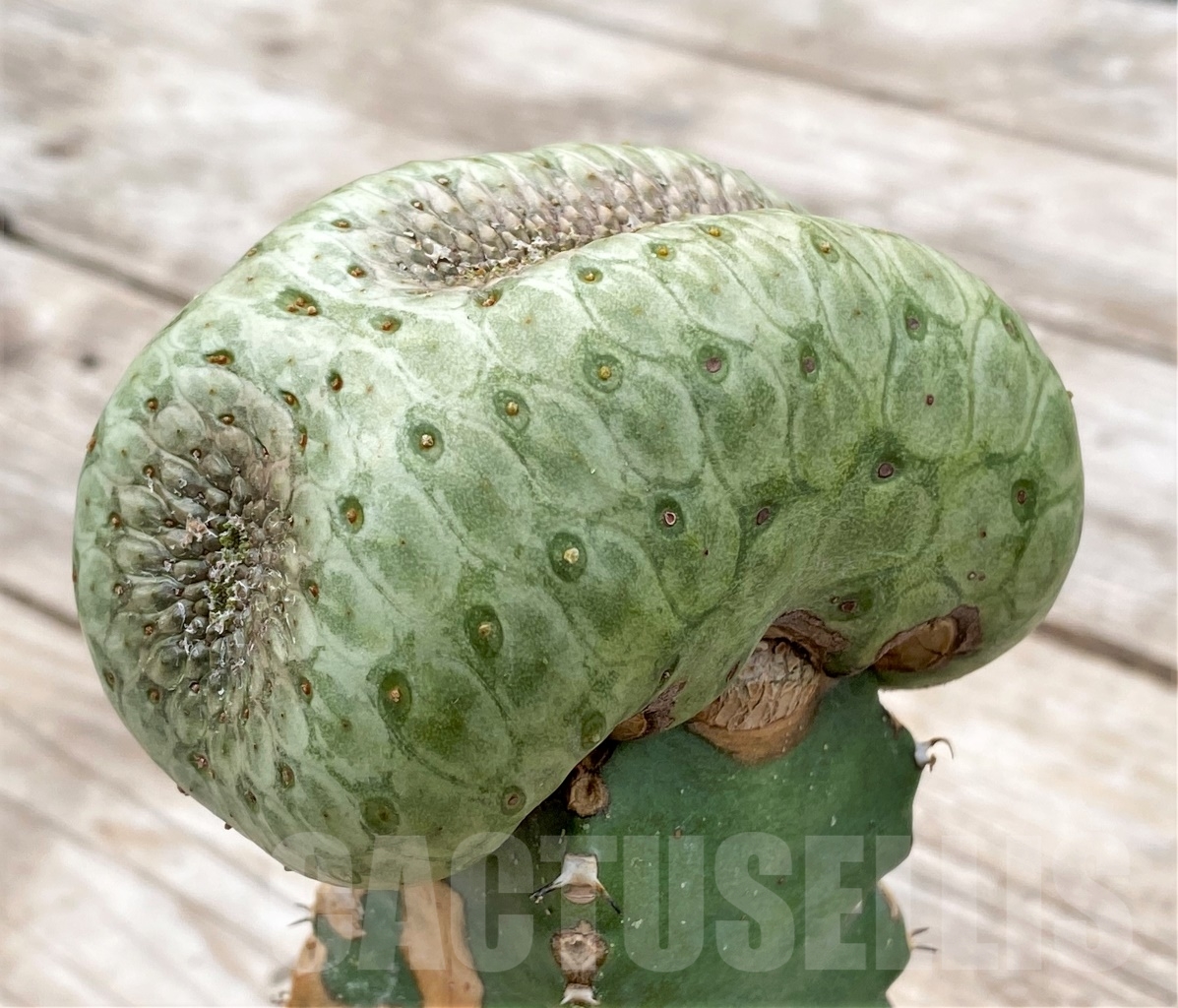 SHPR13923 Euphorbia turbiniformis f. cristata, grafted