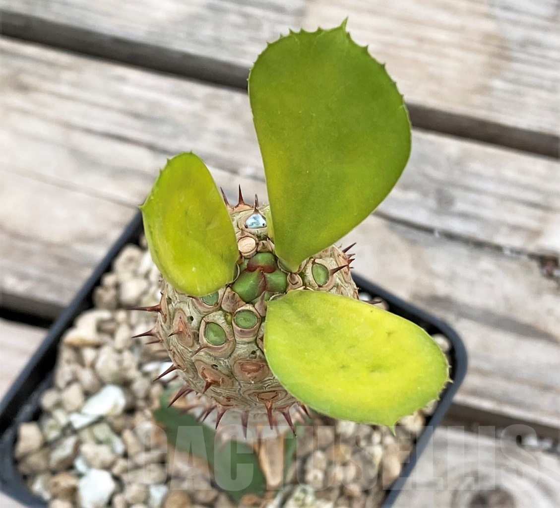 SHPR13924 Euphorbia unispina, grafted - immagine 2