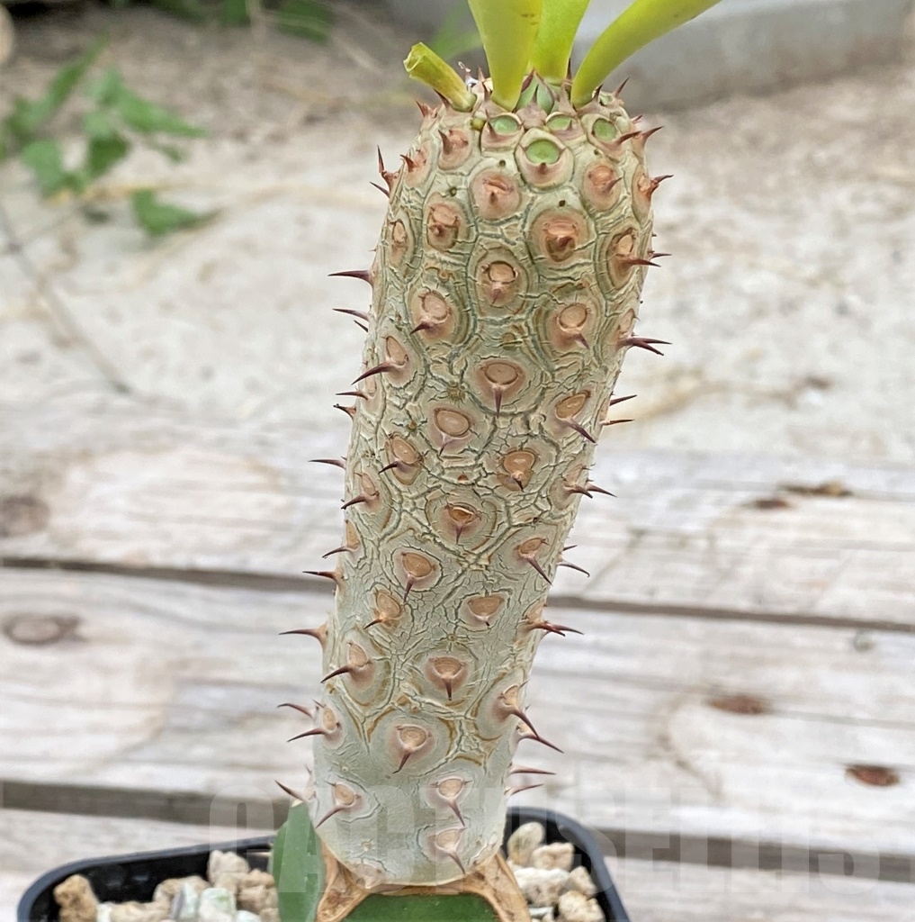 SHPR13924 Euphorbia unispina, grafted - immagine 3