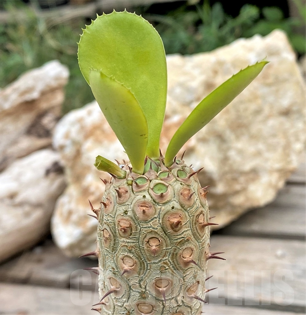 SHPR13924 Euphorbia unispina, grafted