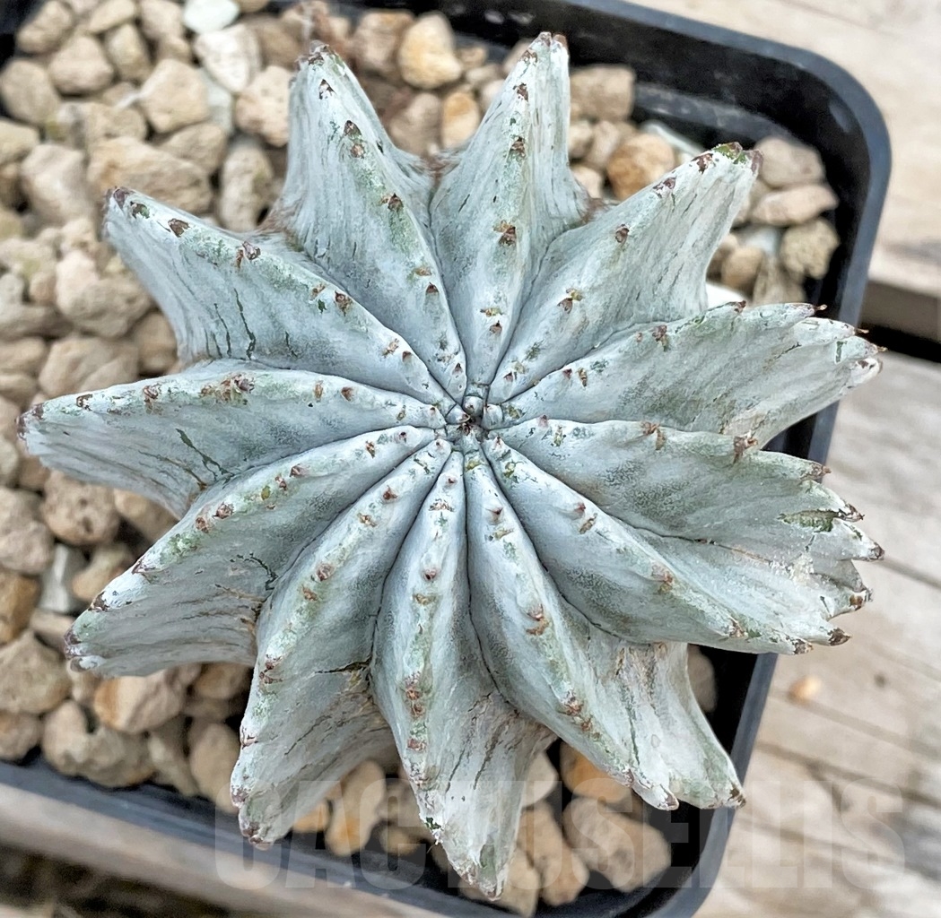 SHPR13926 Euphorbia horrida v. alba