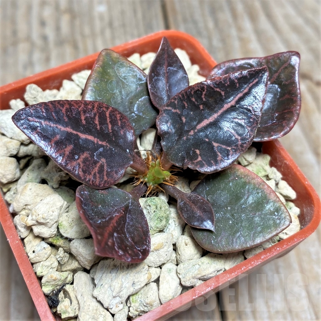 SHPR13928 Euphorbia francoisii hybrid