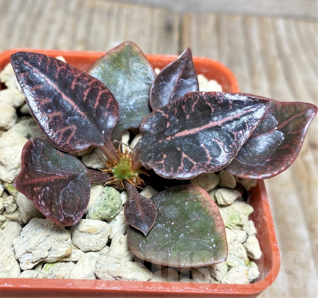 SHPR13928 Euphorbia francoisii hybrid - immagine 2