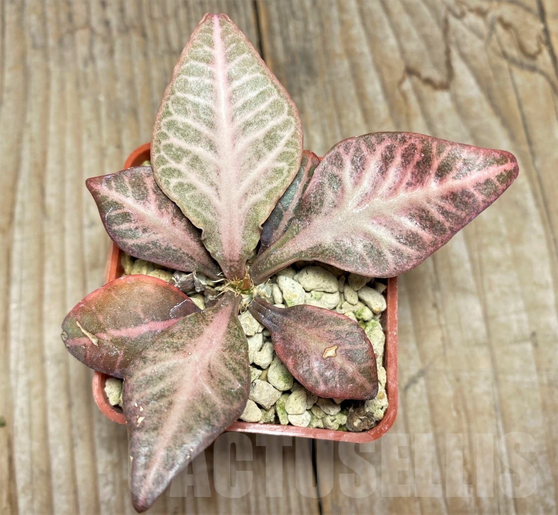 SHPR13929 Euphorbia francoisii hybrid - Зображення 2