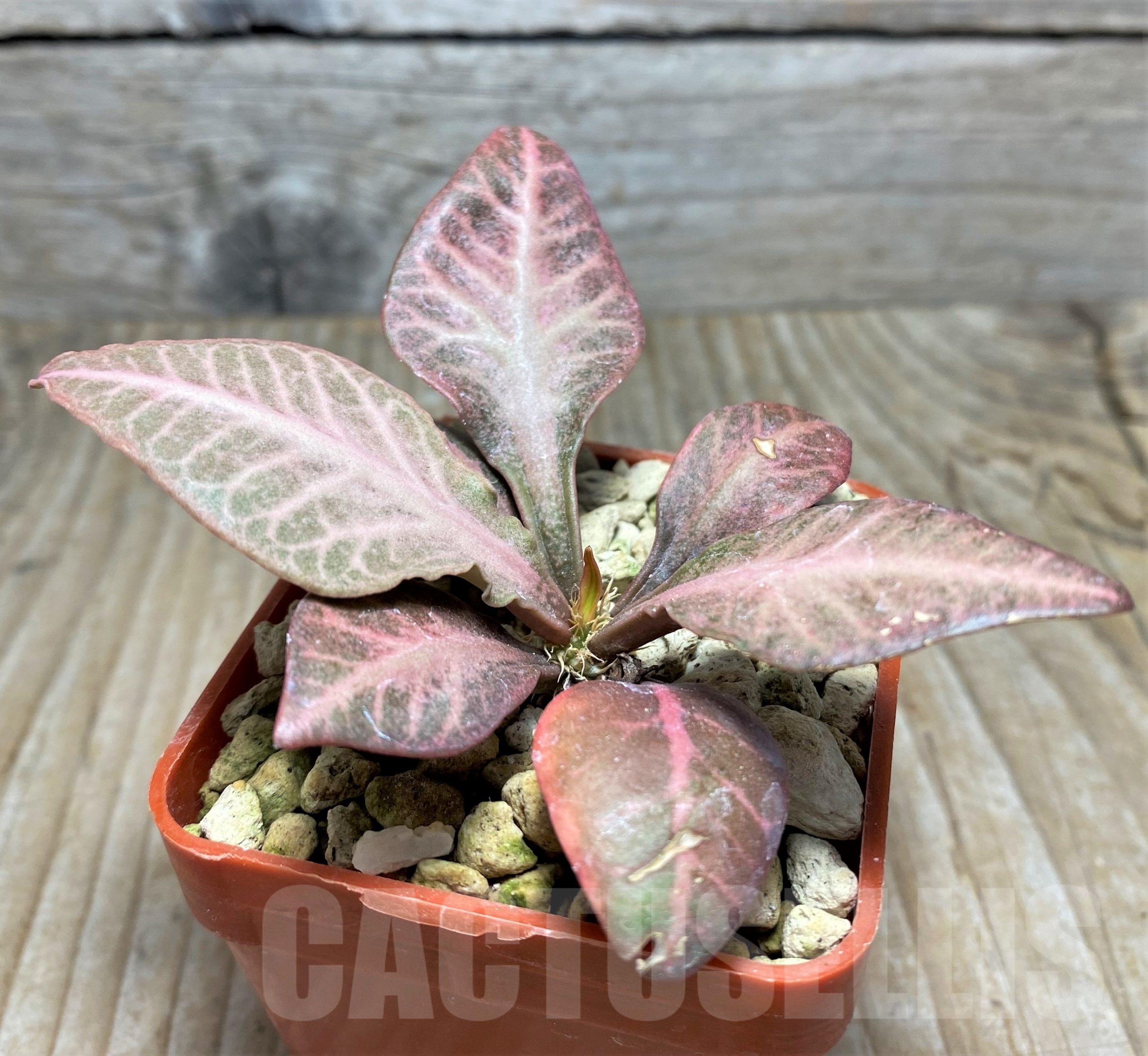 SHPR13929 Euphorbia francoisii hybrid