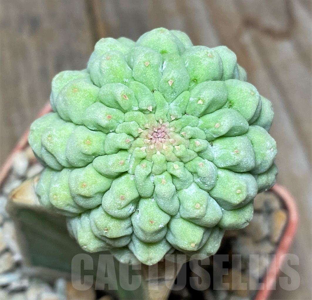 SHPR13932 Trichocaulon cactiformis, grafted