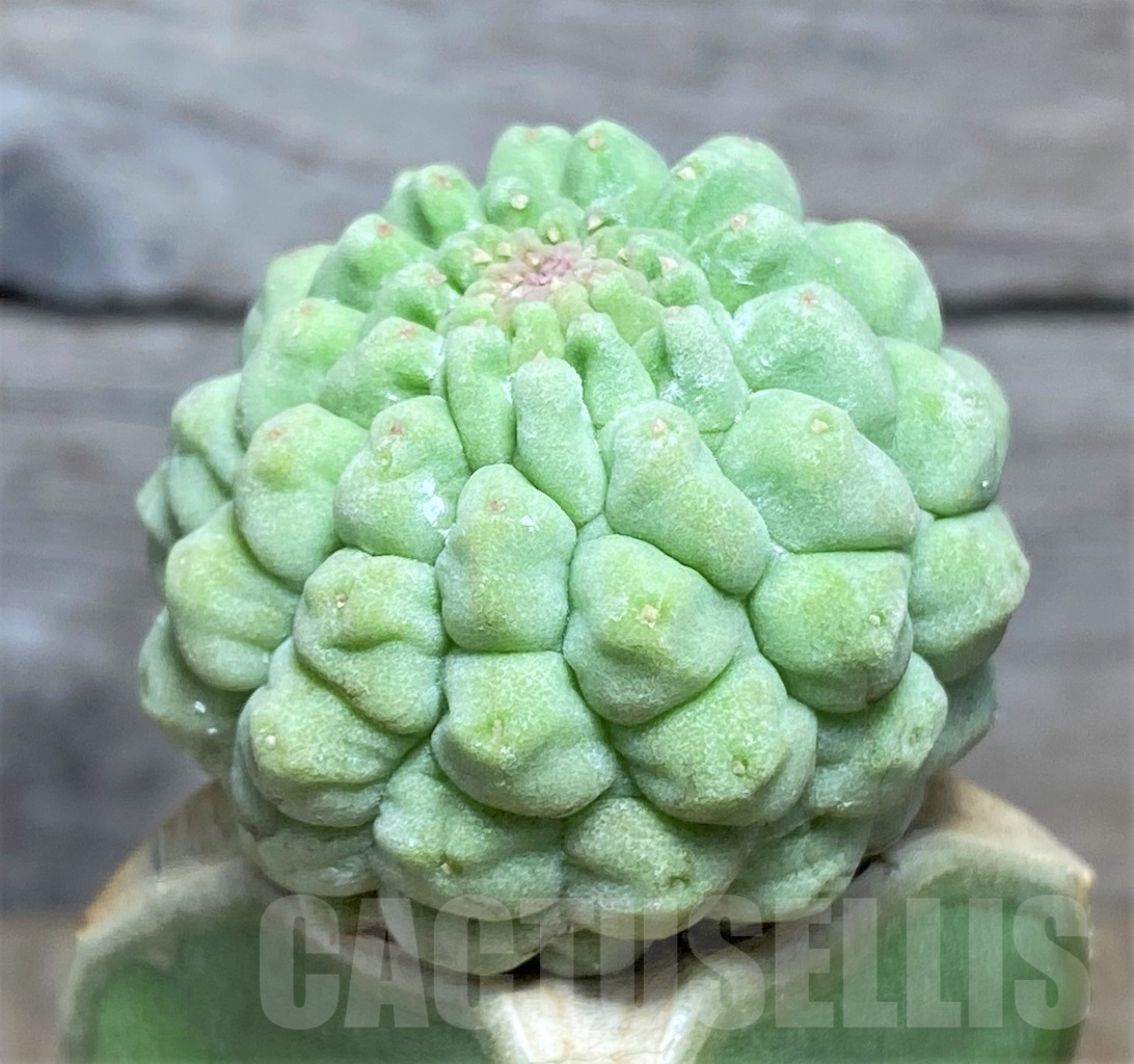 SHPR13932 Trichocaulon cactiformis, grafted - Imagen 2