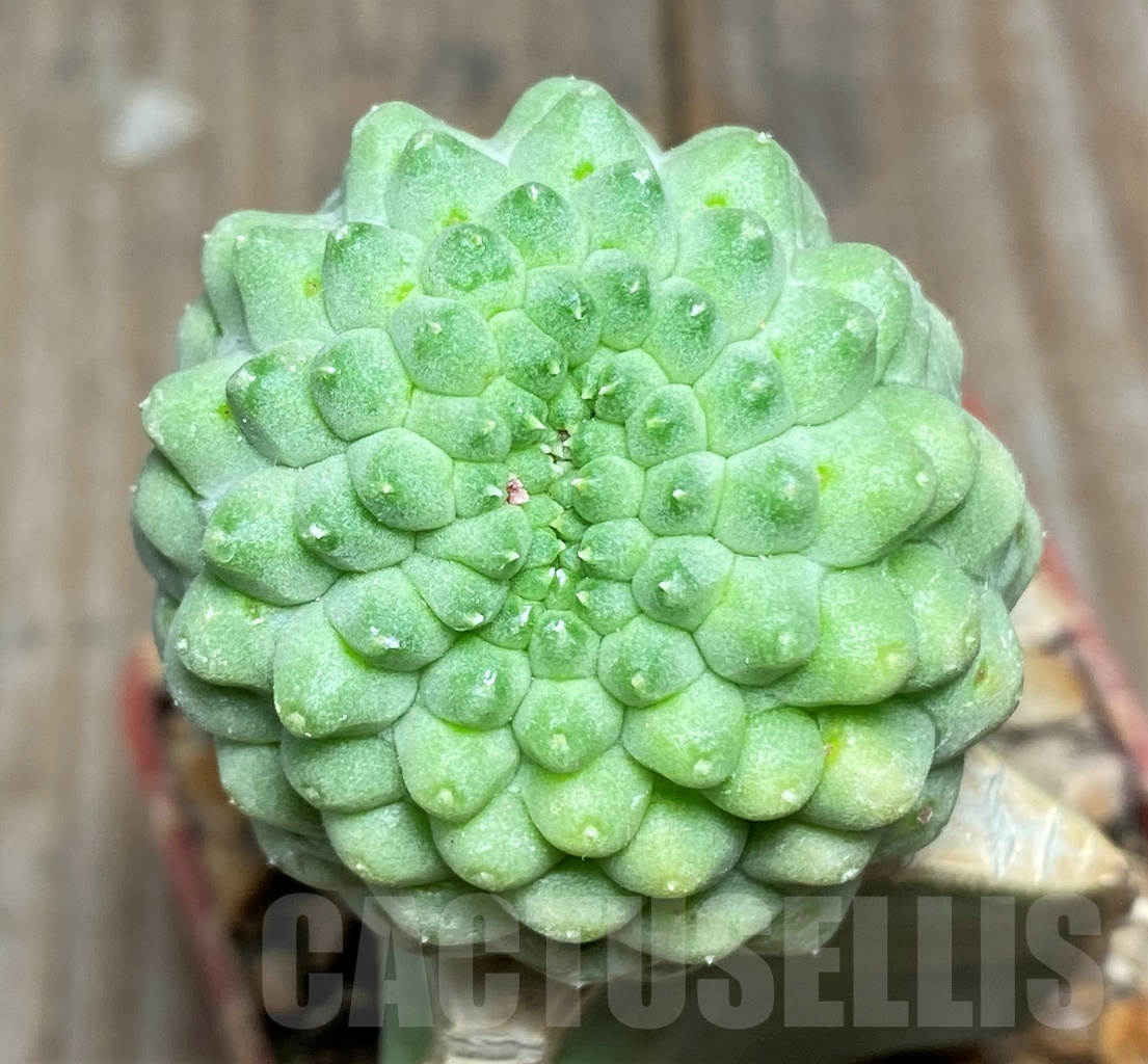 SHPR13933 Trichocaulon cactiformis, grafted