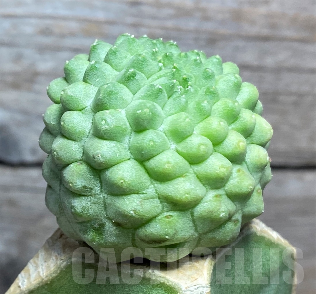 SHPR13933 Trichocaulon cactiformis, grafted - 画像 (2)