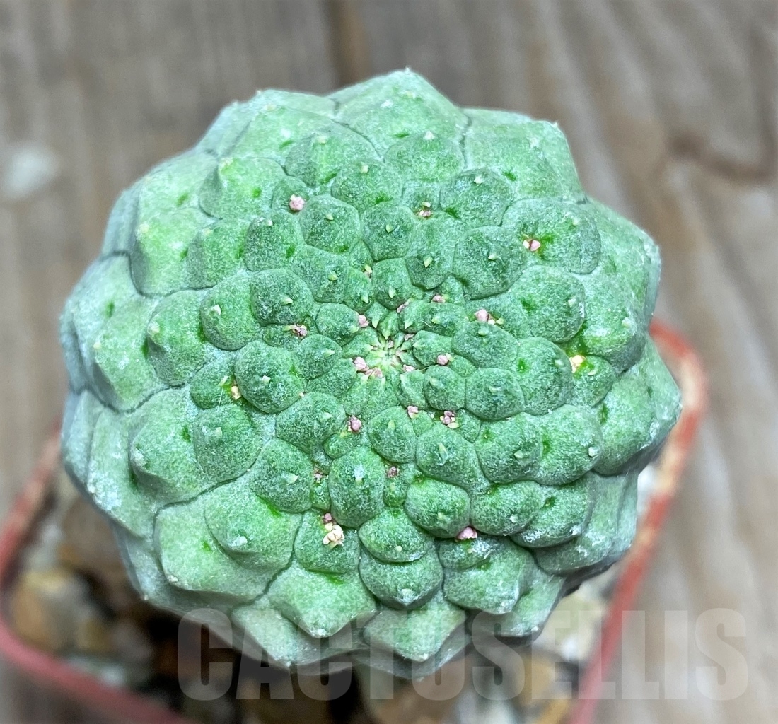 SHPR13934 Trichocaulon cactiformis, grafted