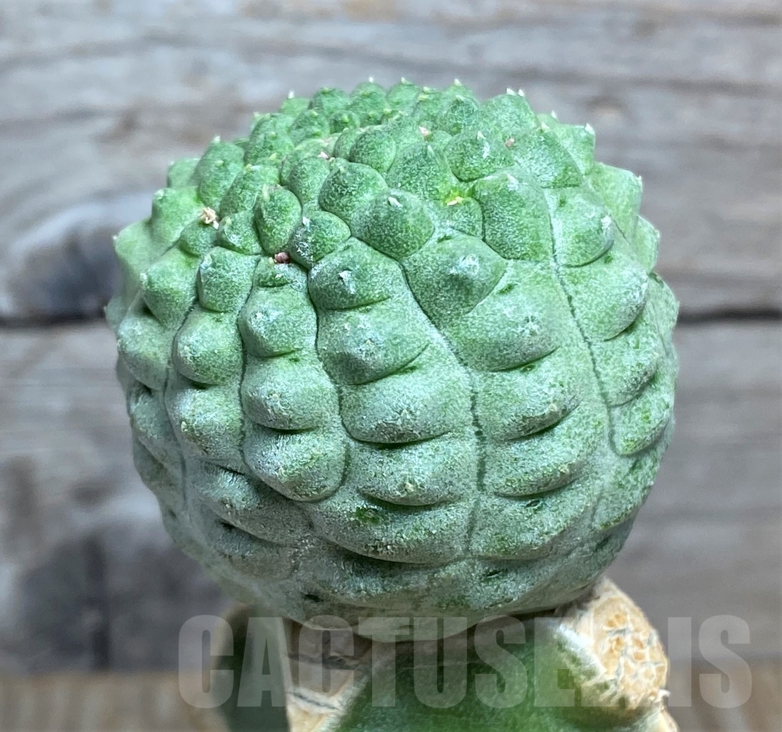 SHPR13934 Trichocaulon cactiformis, grafted - Imagen 2