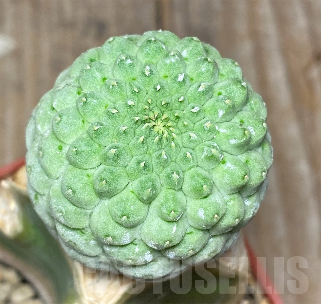 SHPR13936 Trichocaulon cactiformis, grafted