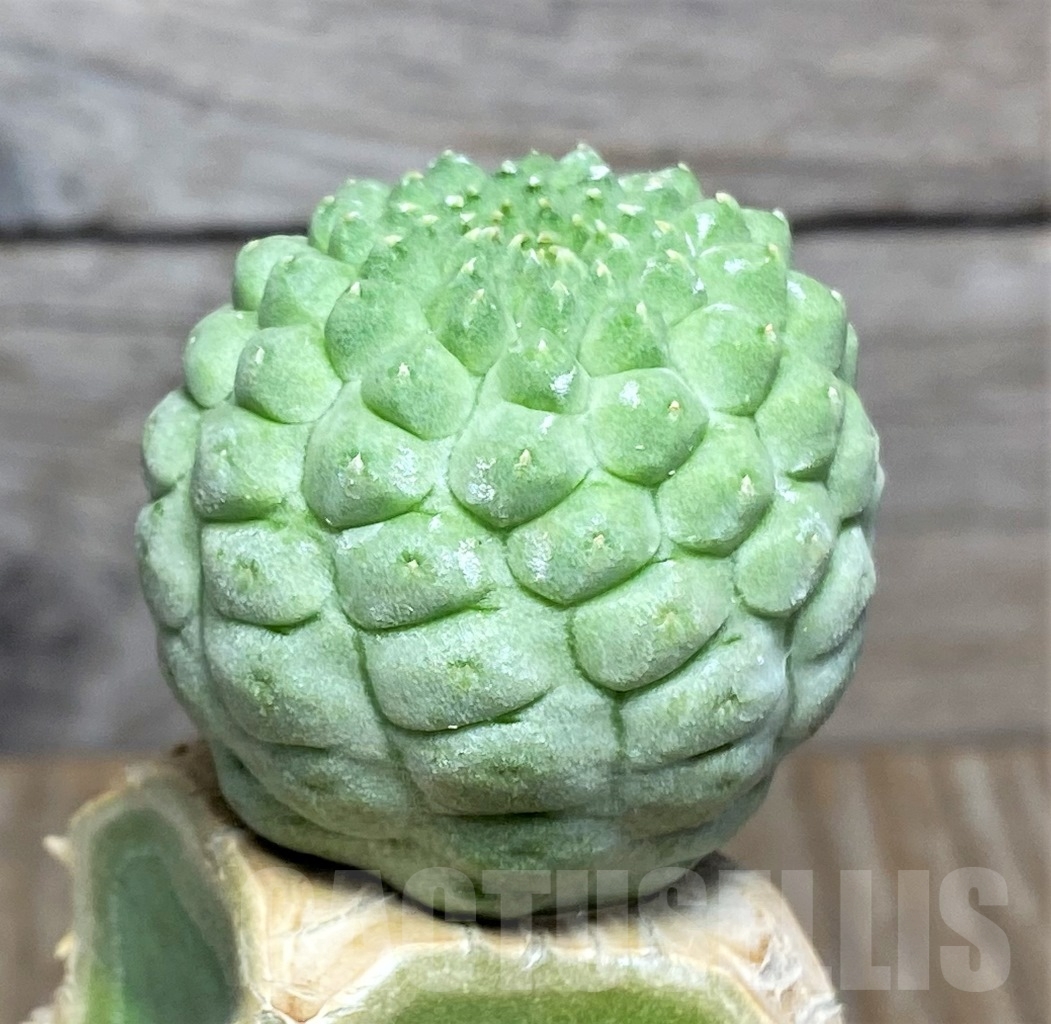 SHPR13936 Trichocaulon cactiformis, grafted - Imagen 2