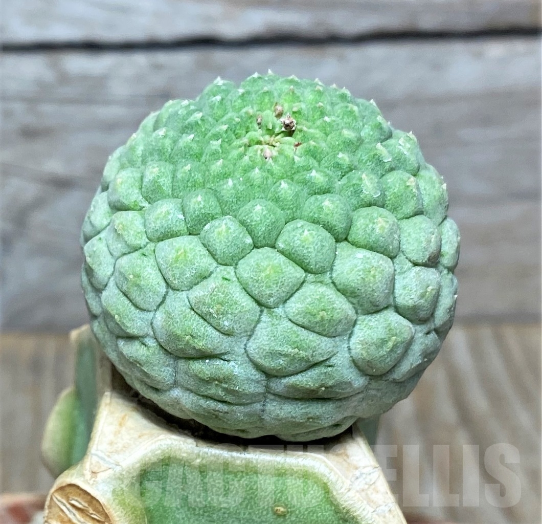 SHPR13937 Trichocaulon cactiformis, grafted - Image 2