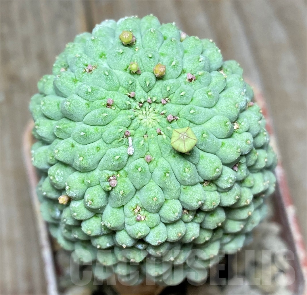 SHPR13938 Trichocaulon cactiformis, grafted
