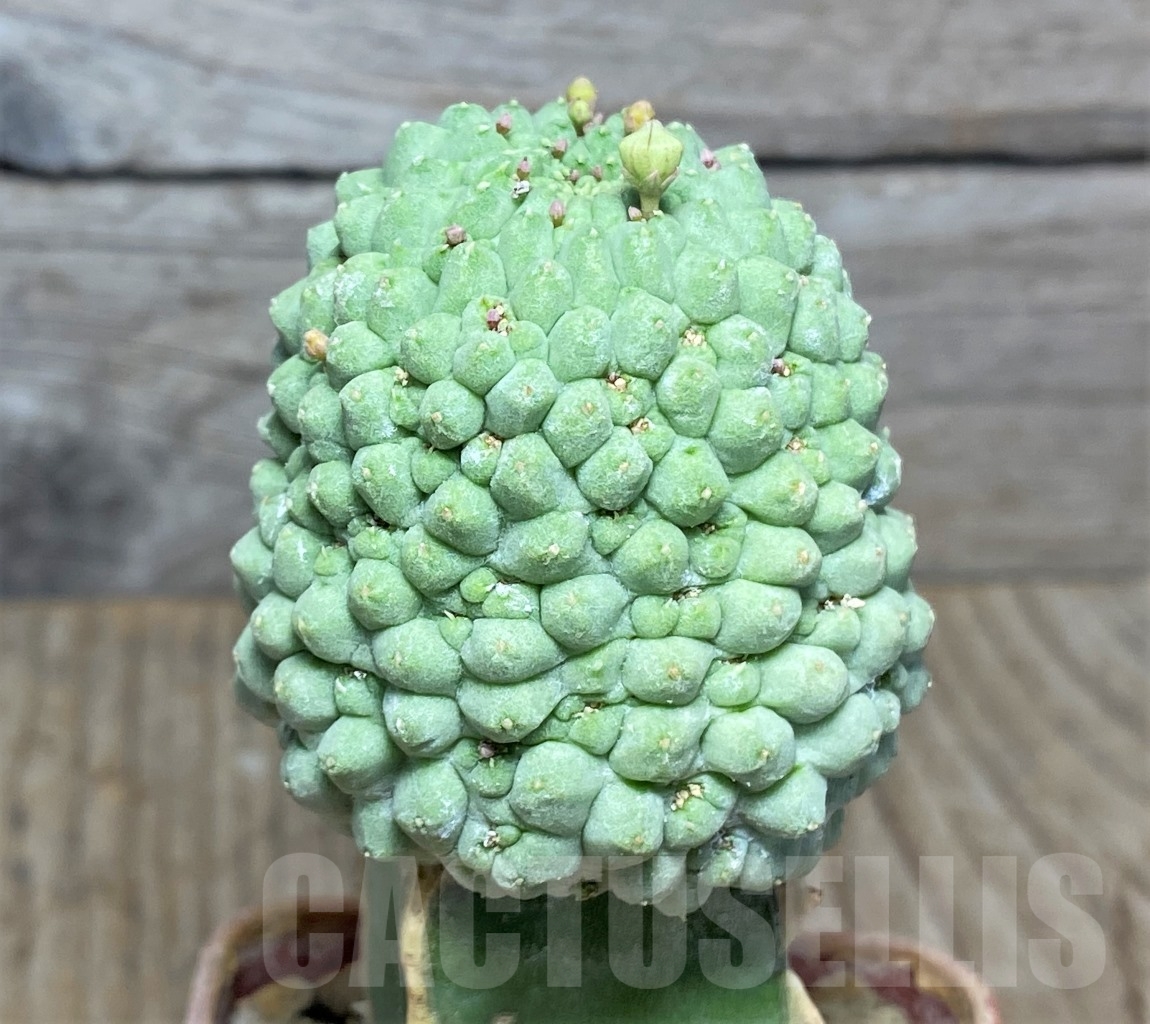 SHPR13938 Trichocaulon cactiformis, grafted - Image 2