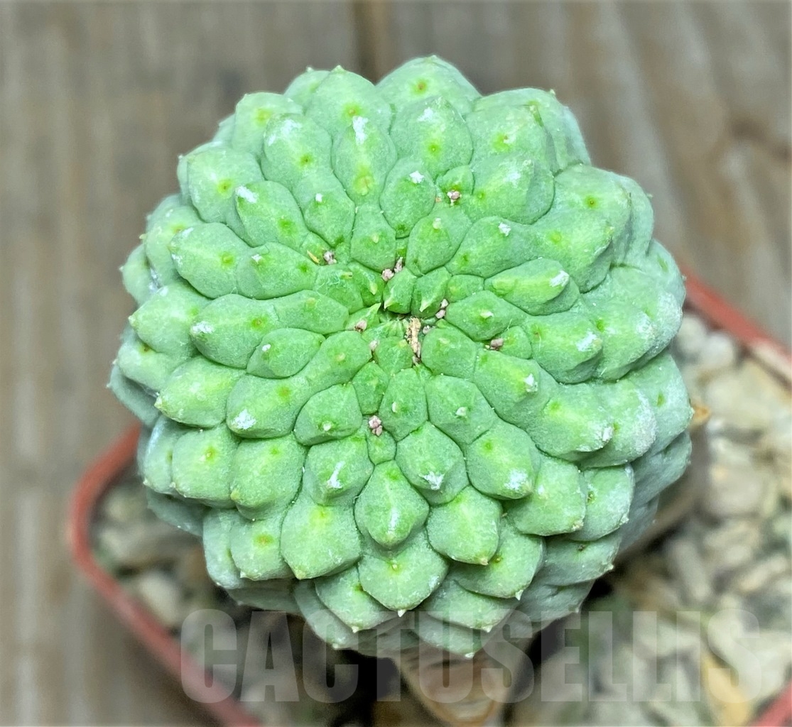 SHPR13939 Trichocaulon cactiformis, grafted