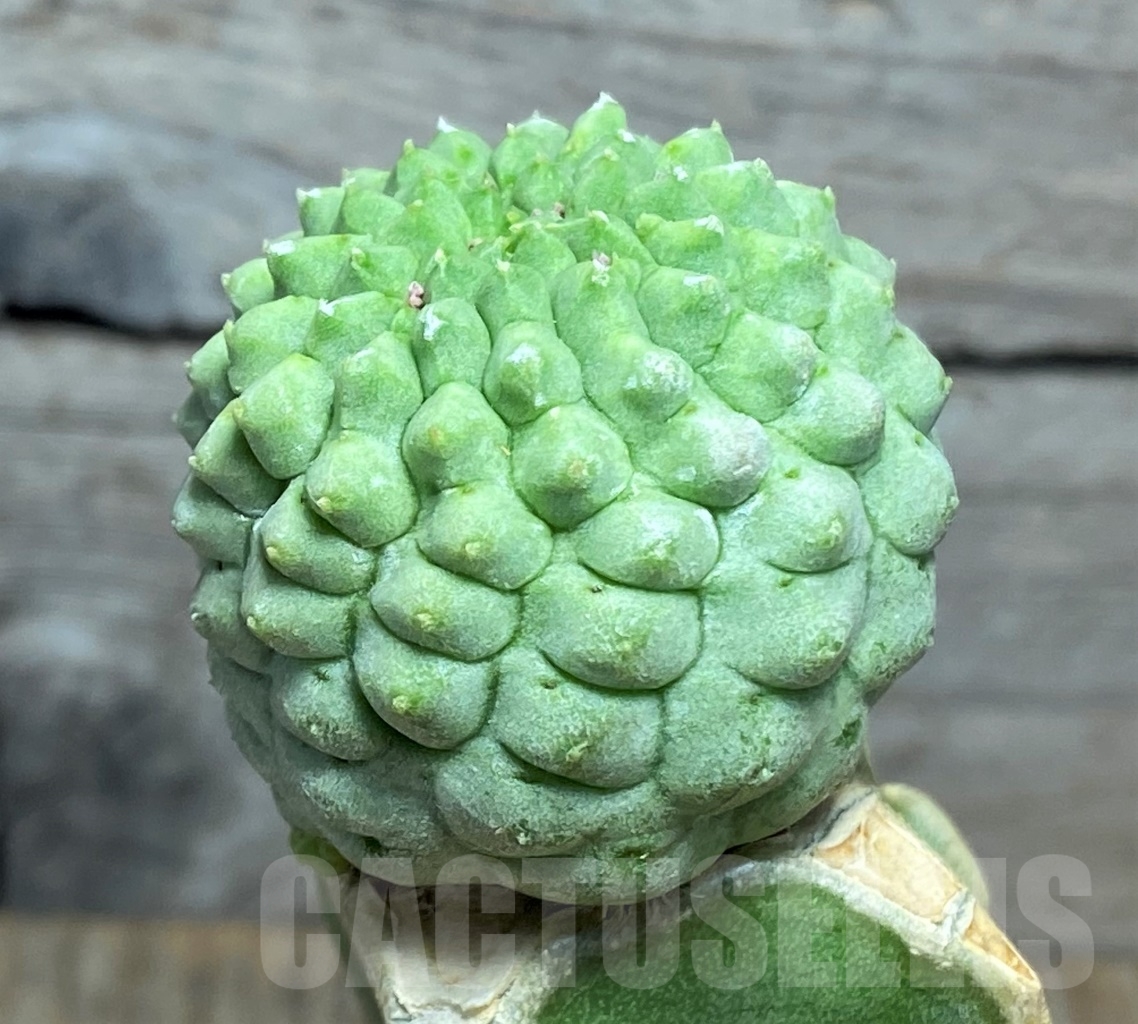 SHPR13939 Trichocaulon cactiformis, grafted - Obrázek 2