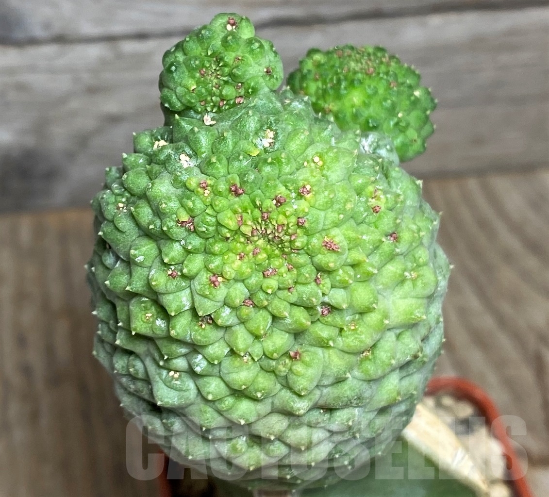 SHPR13944 Trichocaulon cactiforme hybrid, grafted