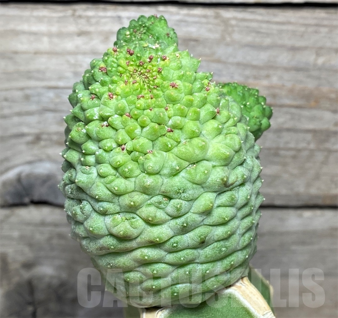 SHPR13944 Trichocaulon cactiforme hybrid, grafted - Image 2