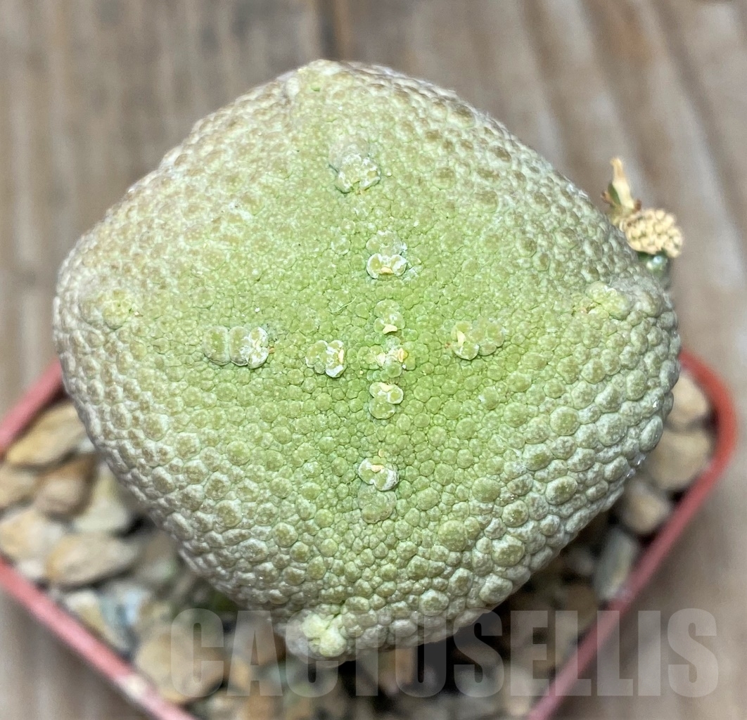 SHPR13945 Pseudolithos cubiformis, grafted