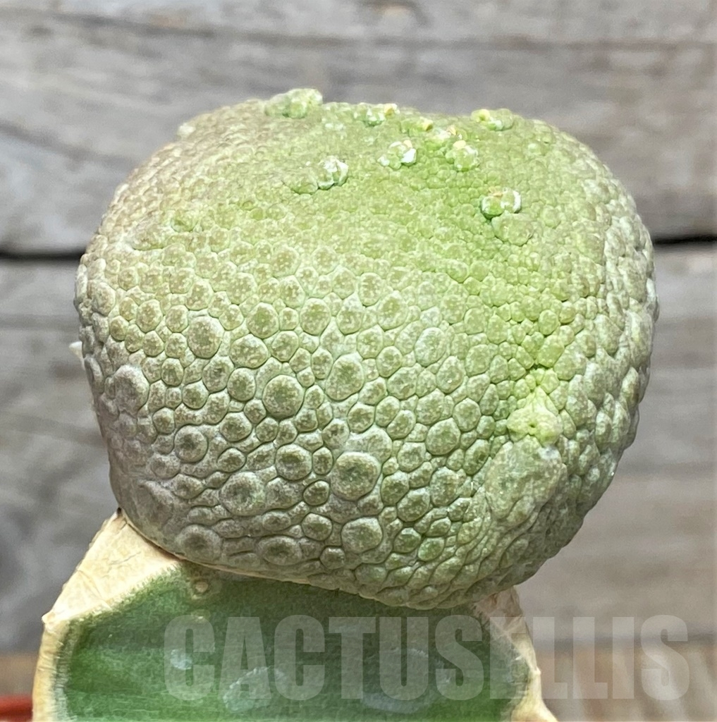 SHPR13945 Pseudolithos cubiformis, grafted – Image 2