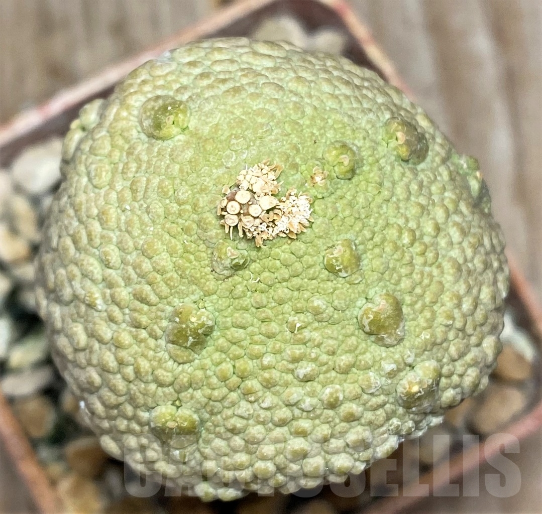 SHPR13946 Pseudolithos cubiformis, grafted