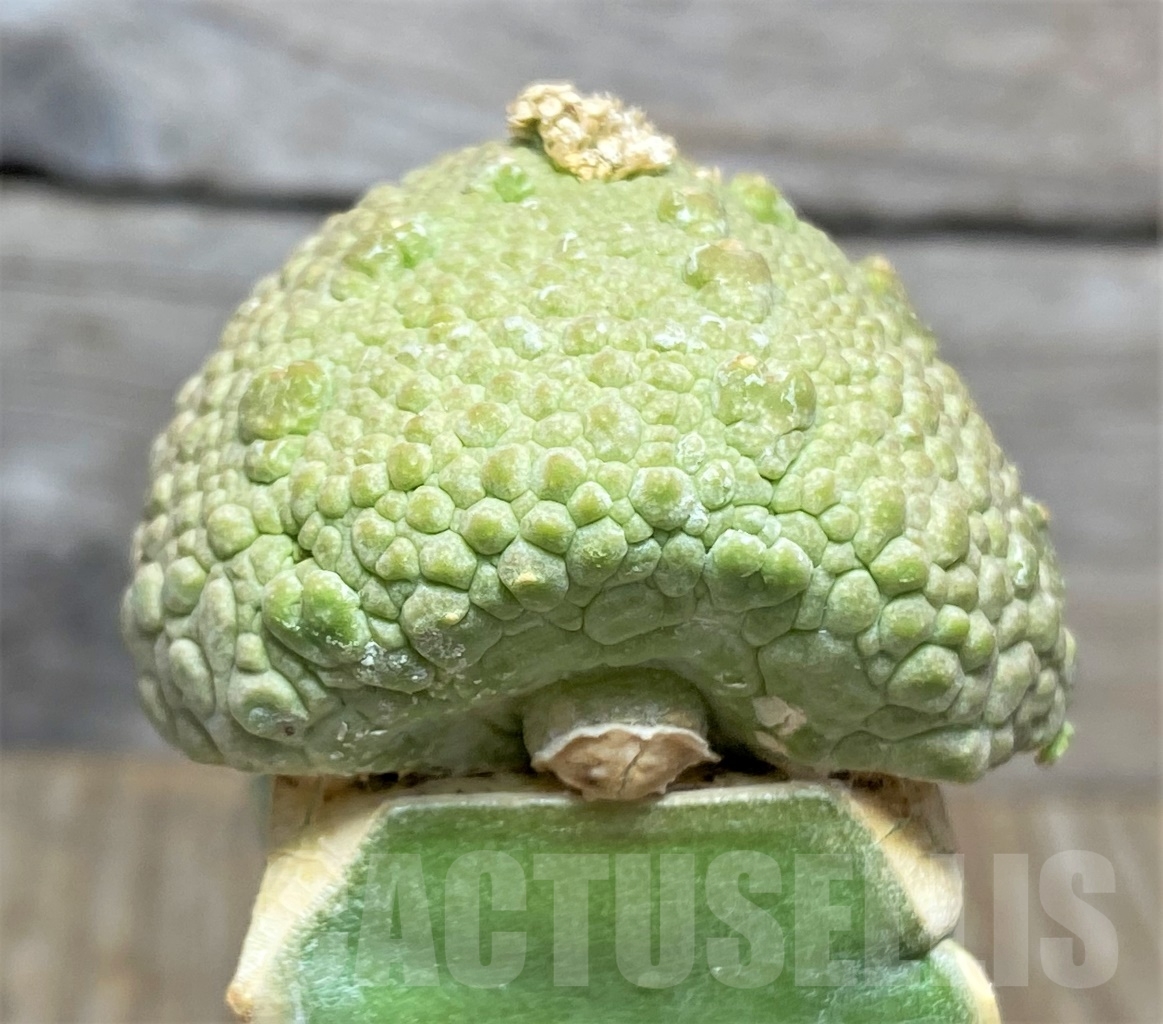 SHPR13946 Pseudolithos cubiformis, grafted – Image 2