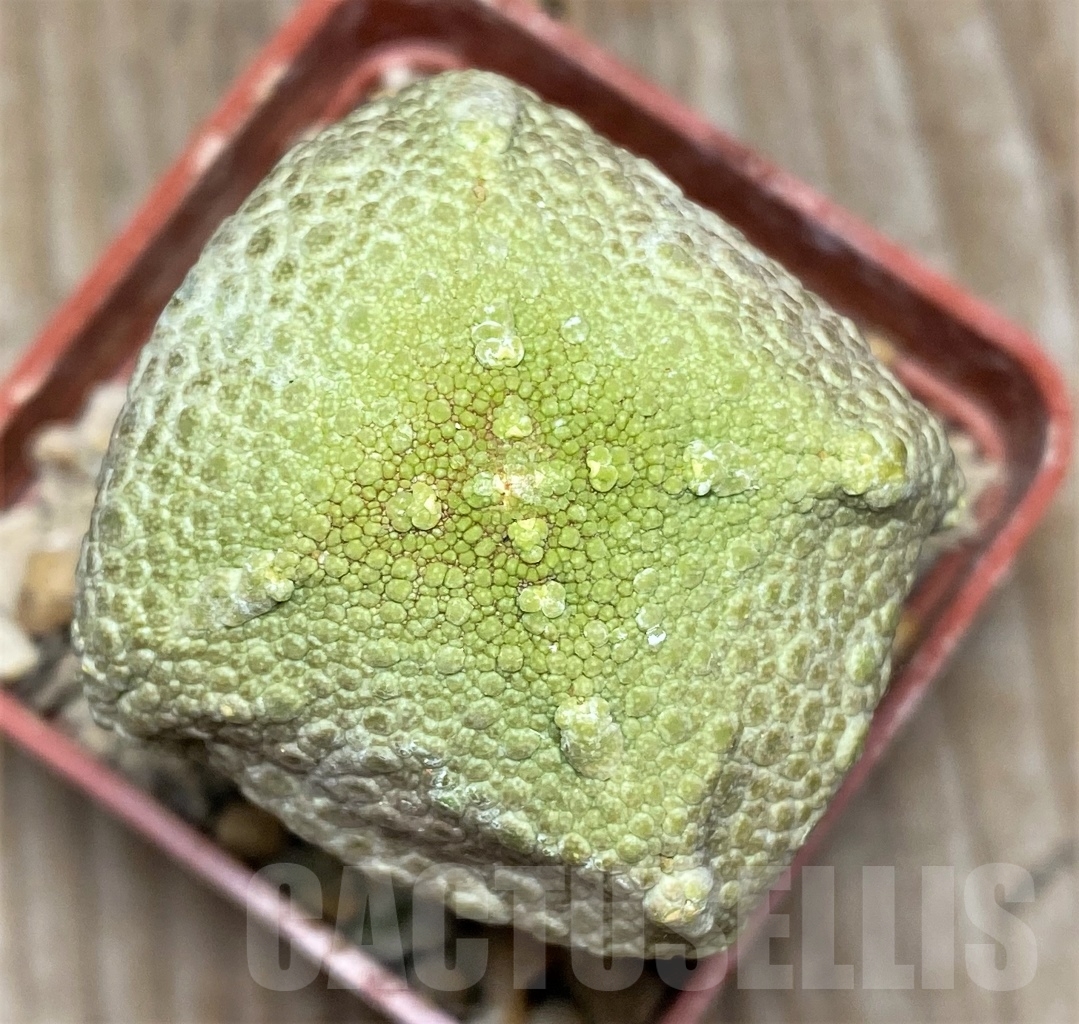 SHPR13947 Pseudolithos cubiformis, grafted