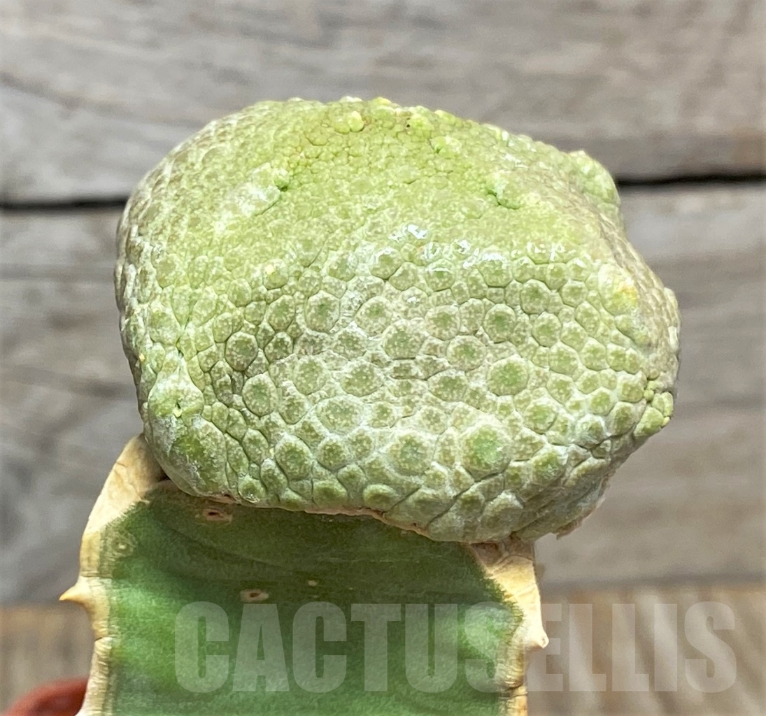 SHPR13947 Pseudolithos cubiformis, grafted – Image 2