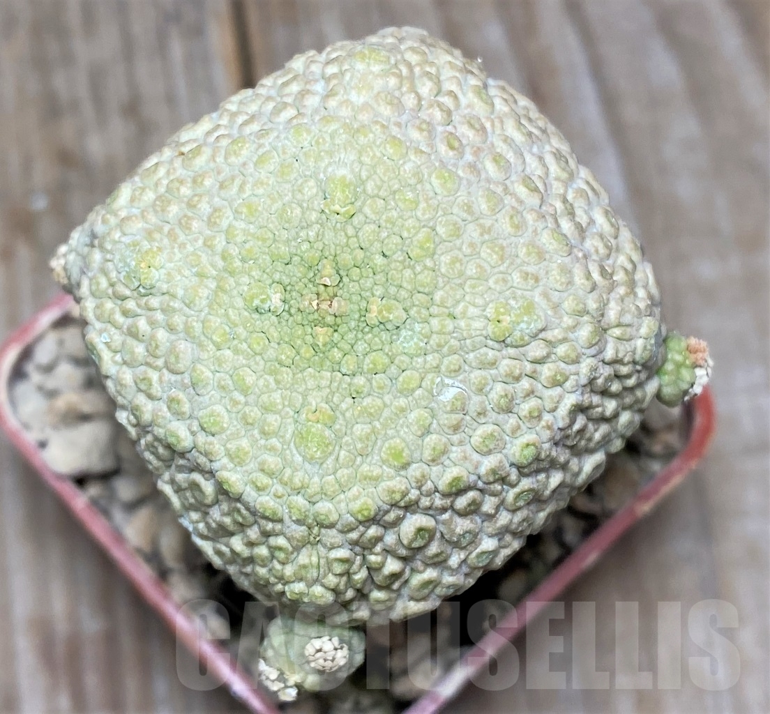 SHPR13948 Pseudolithos cubiformis, grafted