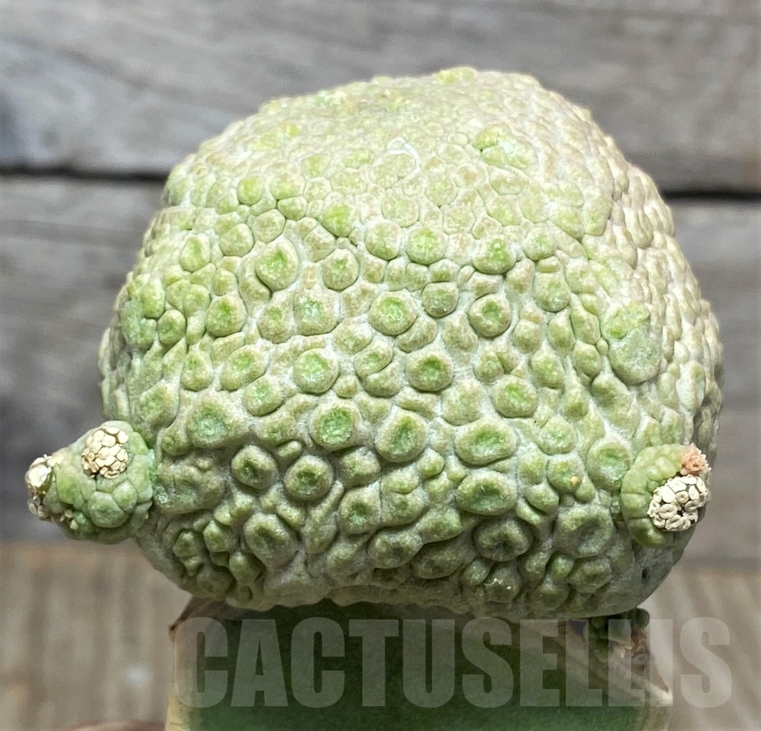 SHPR13948 Pseudolithos cubiformis, grafted – Bild 2