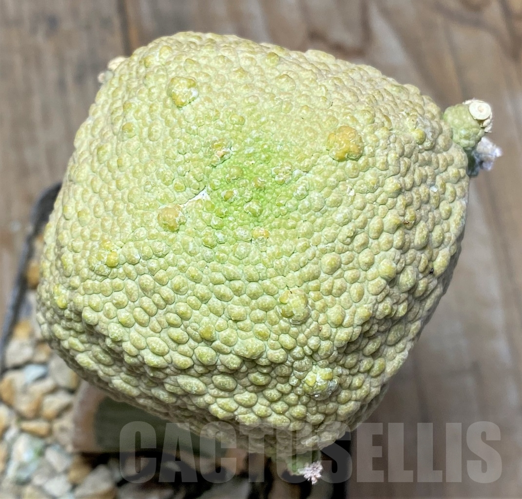 SHPR13949 Pseudolithos cubiformis, grafted - Image 2