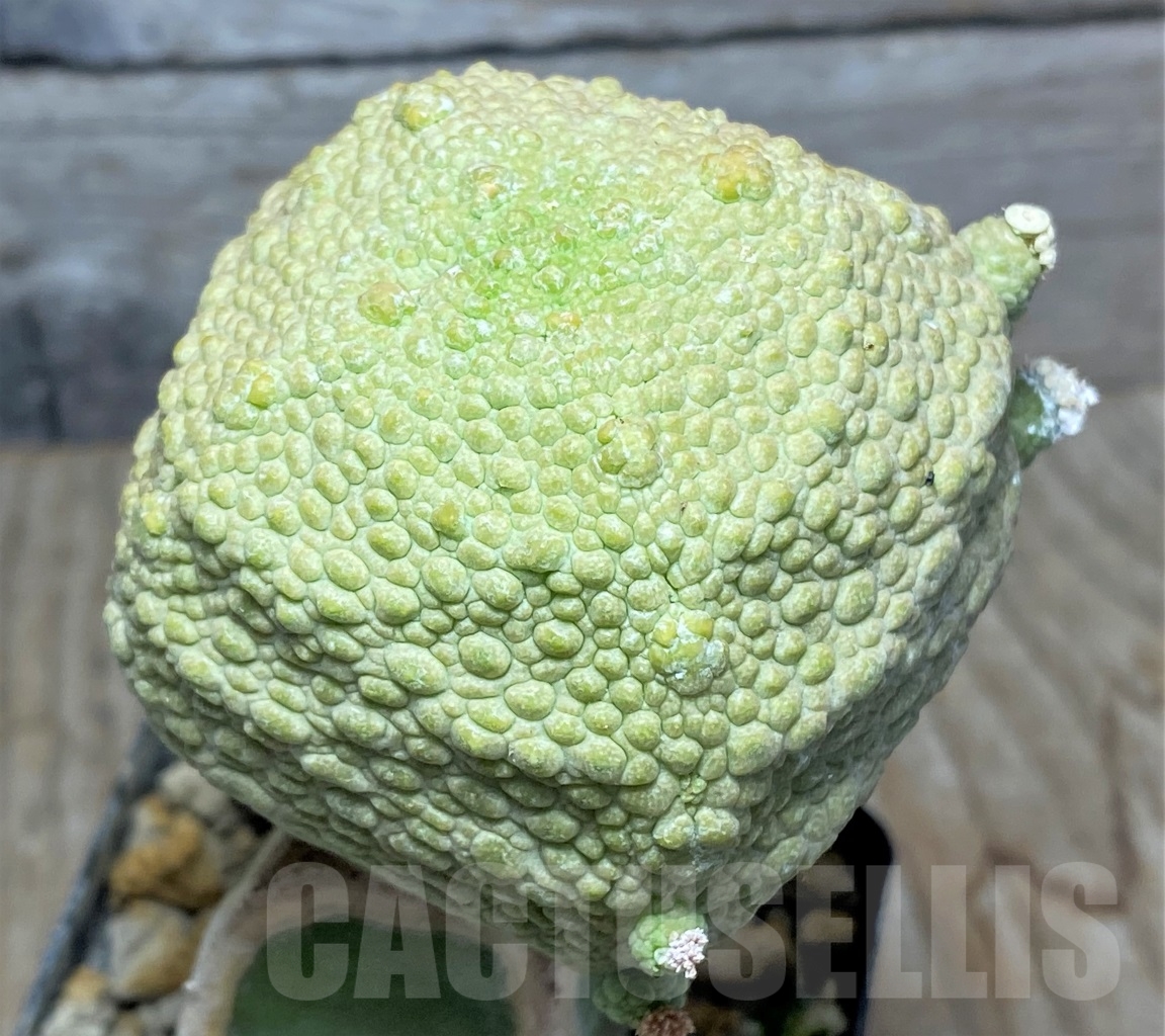 SHPR13949 Pseudolithos cubiformis, grafted