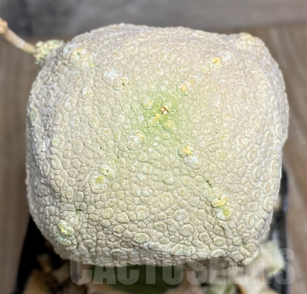 SHPR13950 Pseudolithos cubiformis, grafted