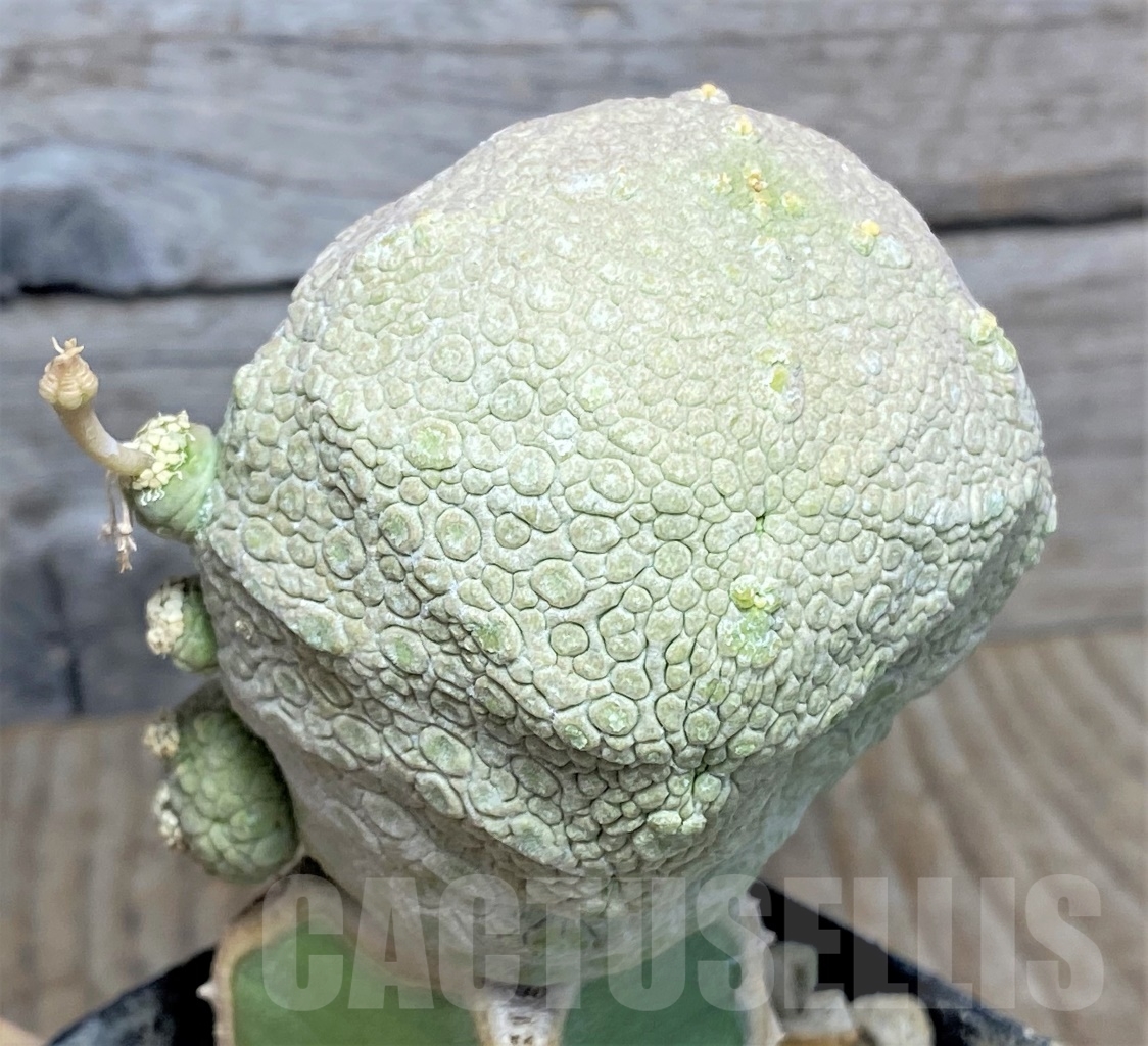 SHPR13950 Pseudolithos cubiformis, grafted - Image 2