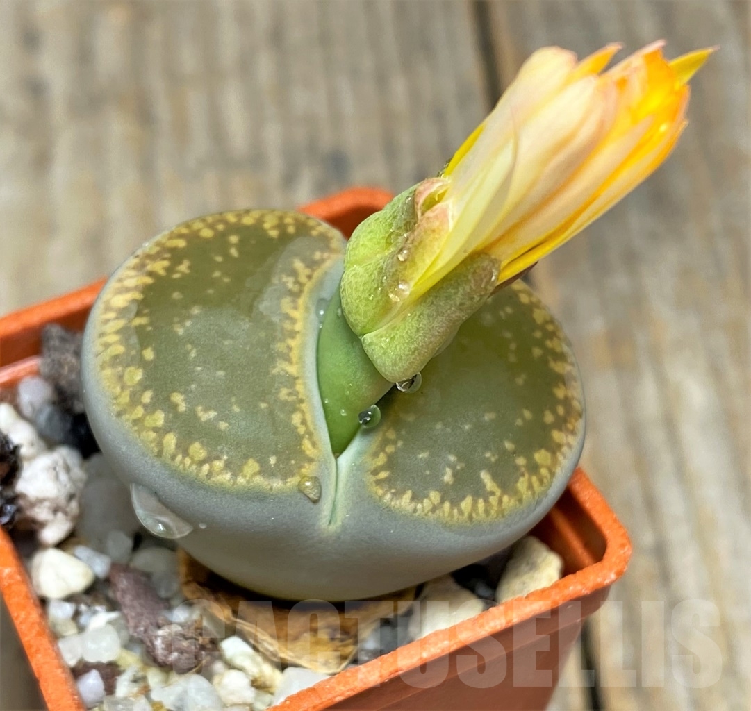 SHPR13953 Lithops julii v. fulleri v. brunea