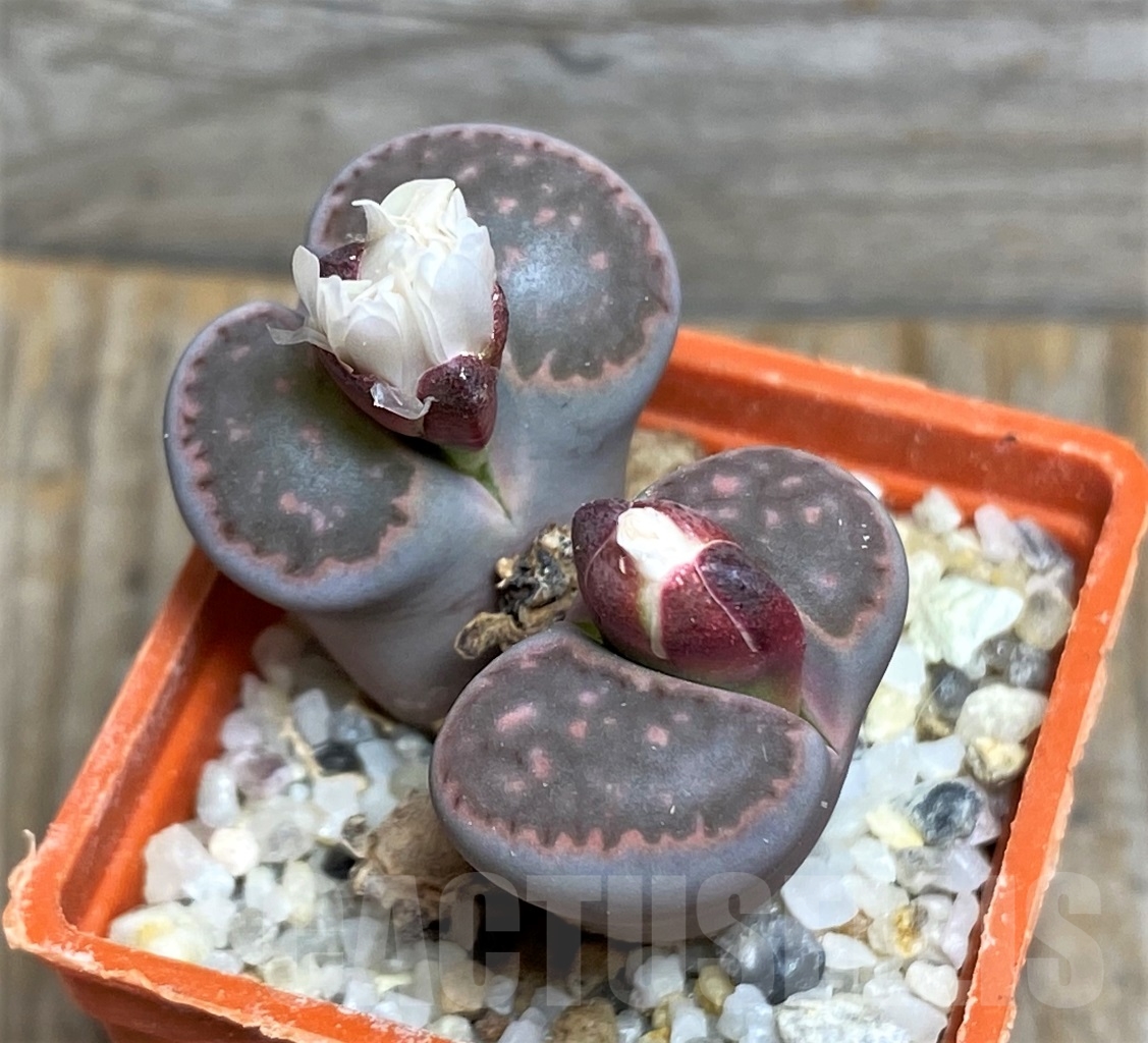 SHPR13954 Lithops julii x salicola 'Bachus'